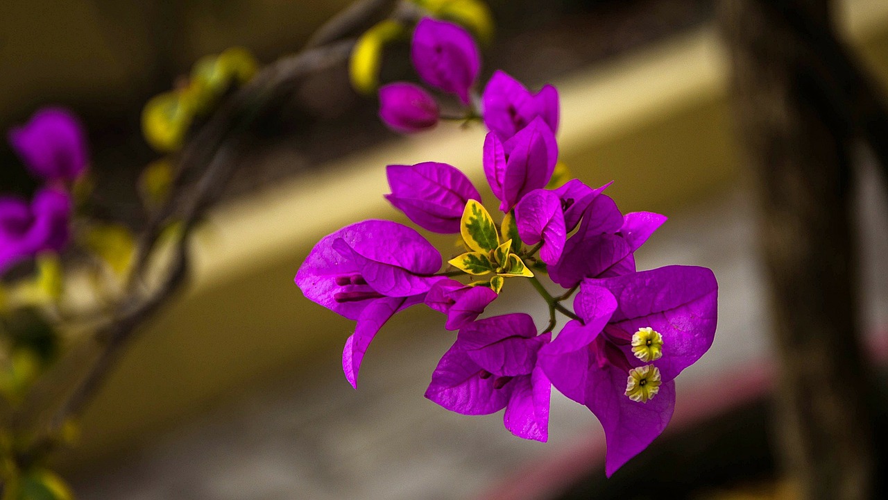 bougainvillea, violet, flowers-292175.jpg